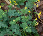 Yellow fumewort